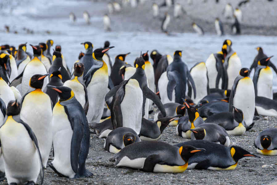 Pingüino Rey - islas Georgias del Sur 097.jpg